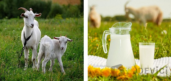 как сделать творог из козьего молока