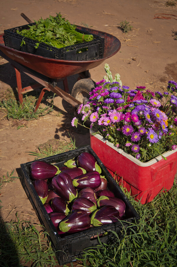 eggplants harvested