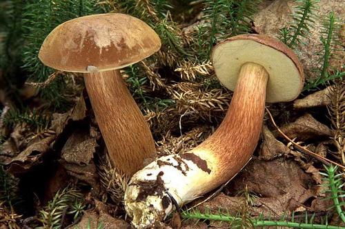 Польский белый гриб