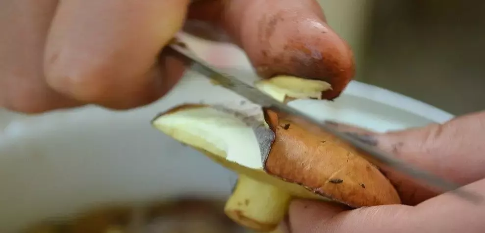 Как правильно чистить маслята