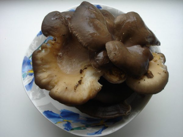 DSC04621