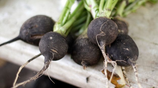 black radish
