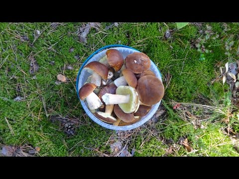 Собираем польские грибы, сыроежки, белые грибы