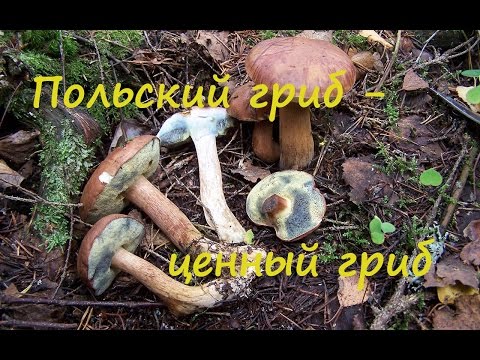 Польский гриб - лучший среди моховиков. Imleria badia.