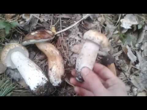 Польский гриб и Белый гриб: чем отличаются?
