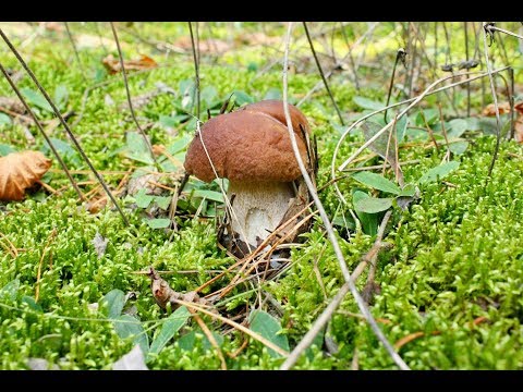 Сбор грибов.  Белый гриб, польский и маслята. Сезон 2017.