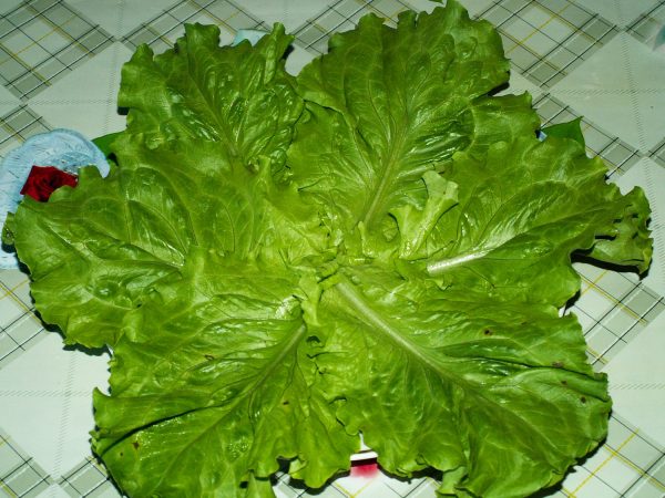 Салатные листья на тарелке