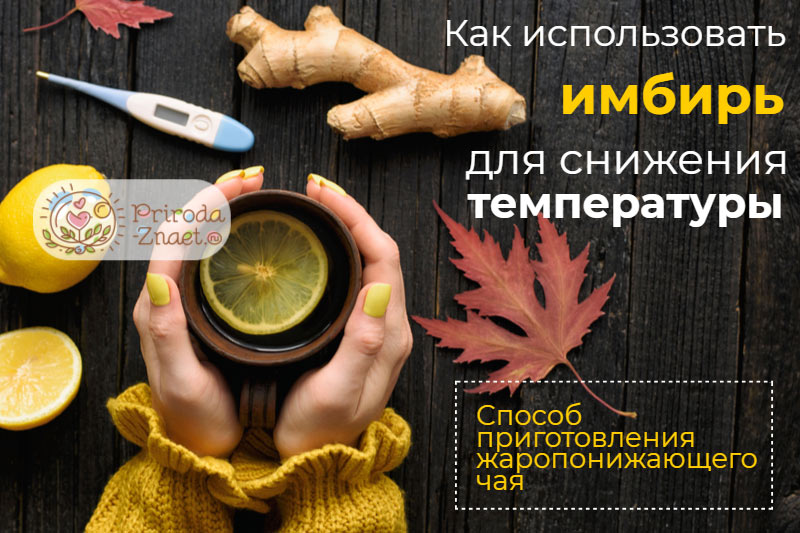 Имбирь при температуре Имбирь при температуре