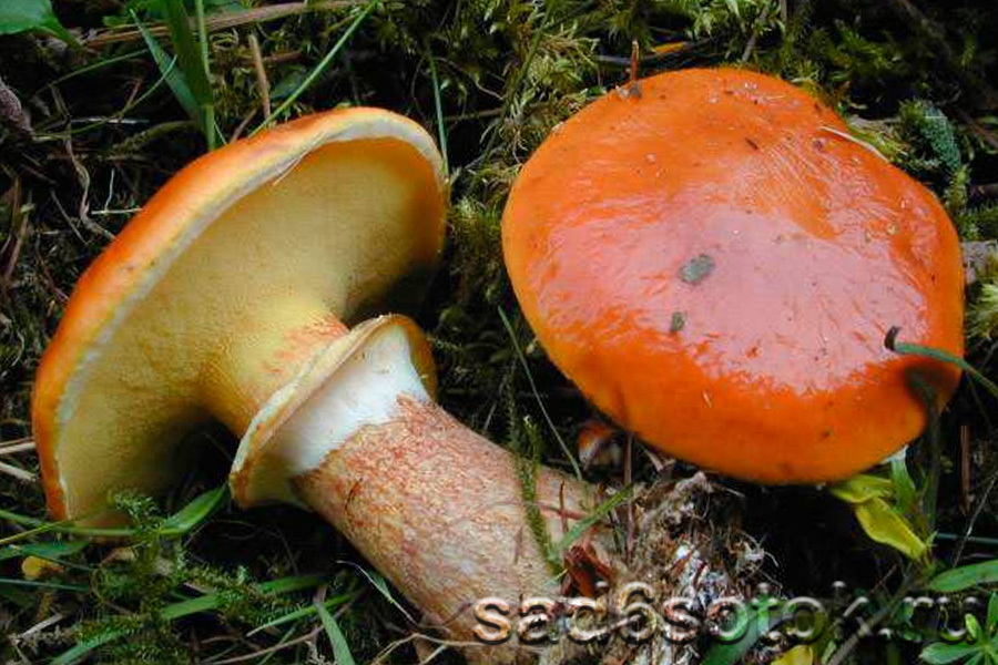 Масленок лиственничный (Suillus grevillei) Масленок лиственничный (Suillus grevillei)