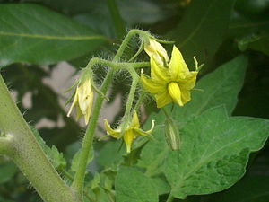 Tomatoes-on-the-bush.jpg