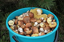 Edible fungi in bucket 2013 G2.jpg