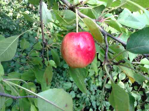Wild Crabapple Ripe on the Tree Wild Crabapple