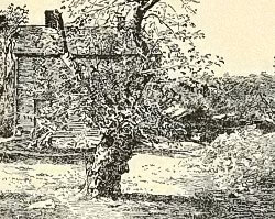 One of the Oldest Surviving Rhode Island Greening Apple Trees circa 1900 Rhode Island Greening Apple Trees
