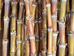 Stalks of sugar cane which is a type of grass native to India before they